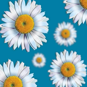 Daisy Flower Drucke: Daisies