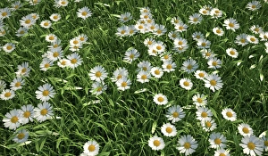 Asteraceae Plant Images Drucke: Daisies, artwork