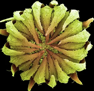 Asteraceae Family Flowers Drucke: Daisy bud, SEM