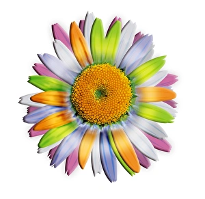 Daisy Flower Drucke: Daisy