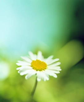 Drucke von Die Blume der Schafgarbe (Familie Compositae) ist eigentlich ein Haufen kleiner einzelner Blüten oder Flochern Bilder Datiert 2002 September: Blume der Mais