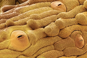 Guard Cells Function Drucke: Daisy leaf surface, SEM