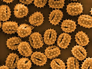 Coloured Scanning Electron Micrographs Drucke: Daisy pollen grains, SEM