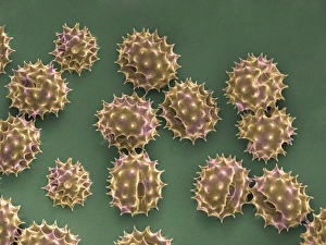 Scanning Electron Micrograph SEM Images Drucke: Daisy pollen, SEM