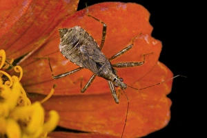 Zinnia Flower Drucke: Damsel bug on a flower