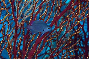 Damselfish