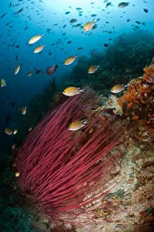 Indonesian Coral Reefs Drucke: Damselfish on a reef