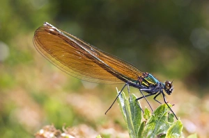 Damselfly Species Drucke: Damselfly C013 / 7658
