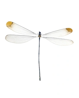 Spanish Insects Drucke: Damselfly C016 / 2217