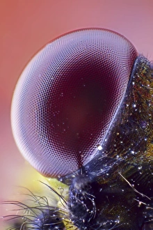 Light Micrograph Images Drucke: Damselfly eye, light micrograph C014 / 4663