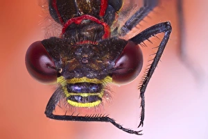 Light Micrograph Images Drucke: Damselfly head, light micrograph C014 / 4661