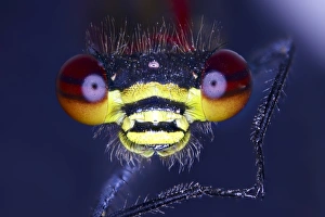 Light Micrograph Images Drucke: Damselfly head, light micrograph C014 / 4662