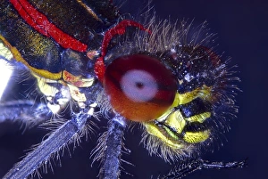 Light Micrograph Images Drucke: Damselfly head, light micrograph C014 / 4665