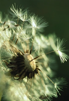 Dandelion Seeds Drucke: Dandelion clock