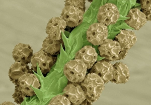 Drucke von Die Samenschalen der Dornröschenartige (Taraxacum officinale) Bilder Datiert 2011 Mai: Tarvenneldwolle Pollen, SEM