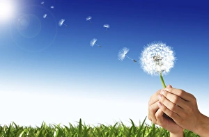Wind Dispersed Seeds Drucke: Dandelion seed dispersal, artwork