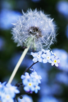 Wind Dispersed Seeds Drucke: Dandelion seed head