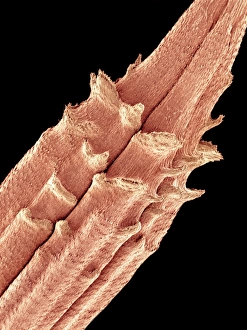 Scanning Electron Microscopy Photos Drucke: Dandelion seed, SEM