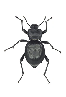 Darkling Beetle Drucke: Darkling beetle C016 / 2076