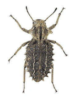 Entomology Images Drucke: Darkling beetle C016 / 2268