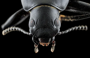 Darkling Beetle Drucke: Darkling beetle C018 / 3565
