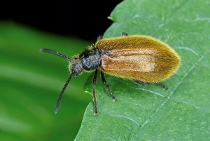 Darkling Beetle Drucke: Darkling beetle on a leaf
