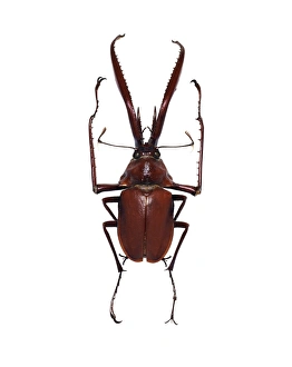 Stag Beetle Males Drucke: Darwins beetle