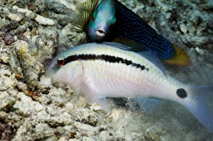 Dashescheinkopf-Kartäuselfisch