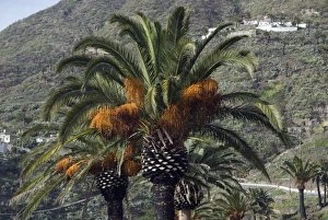 Phoenix Dactylifera Drucke: Date palms (Phoenix dactylifera)