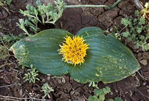Bilder Datiert 25. März 2013: Daubenya capensis