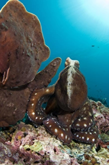 Common Reef Octopus Drucke: Day octopus