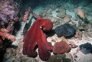Tag Oktopus