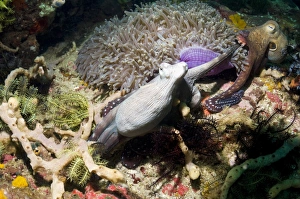 Octopus Camouflage Drucke: Day octopus on a reef