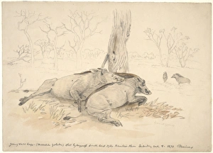 19th Century Animal Art Drucke: Dead common warthogs, artwork C016 / 5583