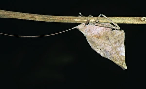 Amazon Rainforest Insects Drucke: Dead-leaf bush cricket