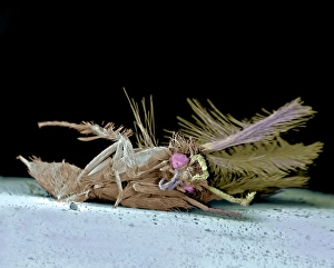 Drucke von Toter Fliegenkäfer. Farbige Rastertunnelmikroskopaufnahme (SEM) von einem unbekannten Schmetterling (Ordnung Lepidoptera), der durch einen Zusammenstoß mit einer Fahrlampe des Autos getötet wurde Bilder Datiert 2006 September: Tote Mücke, SEM