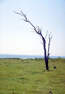 Dead tree