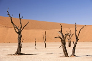 Sand Dune Formations Drucke: Dead Vlei, Namibia C013 / 9525