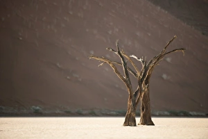 Dead Vlei Namibia Drucke: Dead Vlei, Namibia C013 / 9526