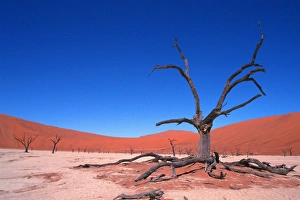 Arid Desert Landscapes Drucke: Dead Vlei, Namibia C014 / 3017