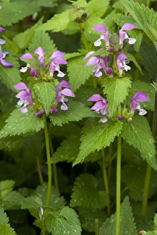 Lamium Maculatum Drucke: Deadnettle (Lamium maculatum)