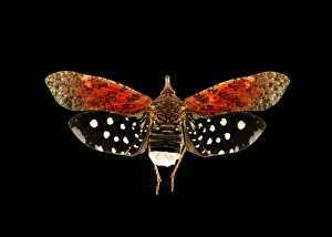 Hawk Moth Species Drucke: Death s-head hawk moth