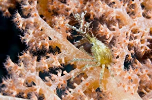 Sabah Wildlife Photography Drucke: Decorator crab