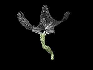 Drucke von Tiefsee-Alien. Kunstwerk eines Alienlebewesens angepasst an das Überleben auf dem Meeresboden einer Tiefseeocean. Das Lebewesen ähnelt einem Röhrenwurm, wie er auf der Erde vorkommt Bilder Datiert 2005 September: Tiefsee-Unterwasser-Alienlebewesen, Kunstwerk