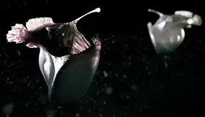 Verwandte Bilder Drucke: Tiefsee-Anglerfisch
