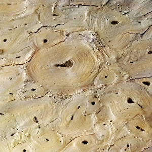Drucke von Der Hirschhorn. Farbiges Rastern Mikroskop (SEM) einer Querschnittsabbildung durch den Kortex des kompakten Knochens aus dem Horn eines Hirsches Bilder Datiert 2009 Juli: Sauerblut von Hirschen, SEM