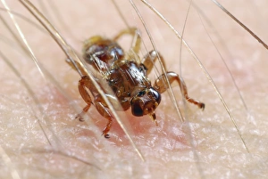 Blood Sucking Insects Drucke: Deer fly C014 / 9763