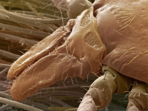 Bilder, datiert 2001: Tiere, SEM