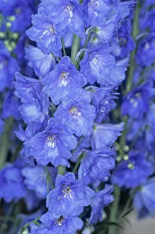 Drucke von Delfinienblume ( Delphiniums blauer Vergnügen) Blüten Botanische Drucke: Delfinienblüten