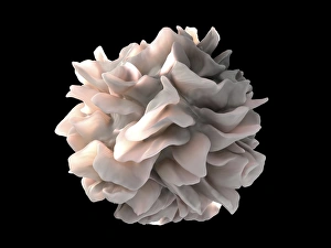 Bilder Datiert 28. Juni 2013: Dendritisches Zelltyp, SEM C016 / 4763